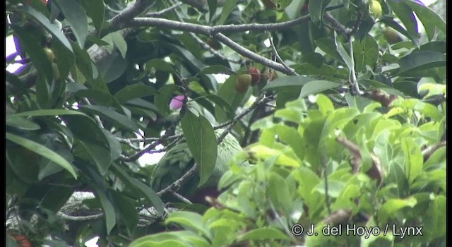Red-bellied Fruit-Dove - ML201326611