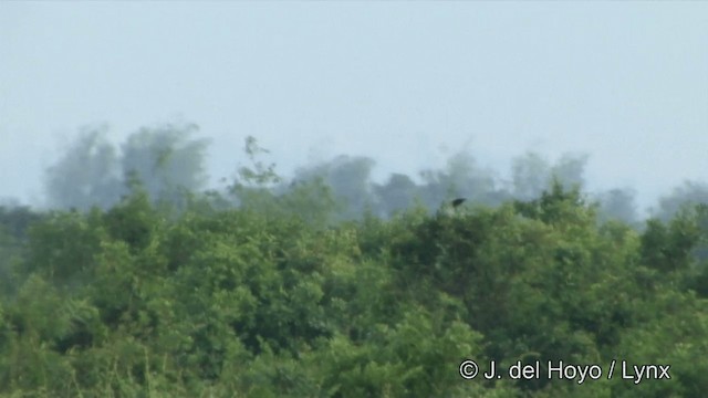 Black-winged Kite (Asian) - ML201327061