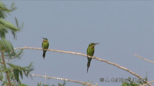 Blue-tailed Bee-eater - ML201327241