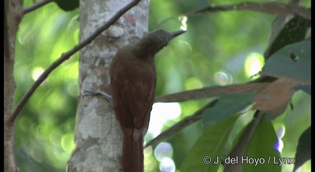 Amazonian Barred-Woodcreeper (Plain-colored) - ML201327301