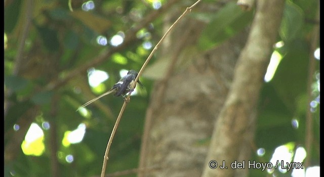 Black-bellied Thorntail - ML201327311