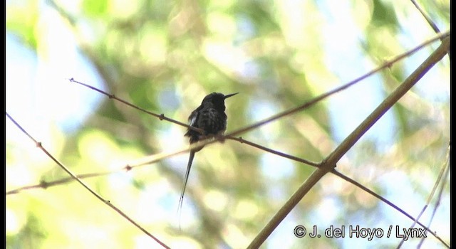 Black-bellied Thorntail - ML201327331