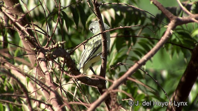 Yellow-crowned Tyrannulet - ML201327971