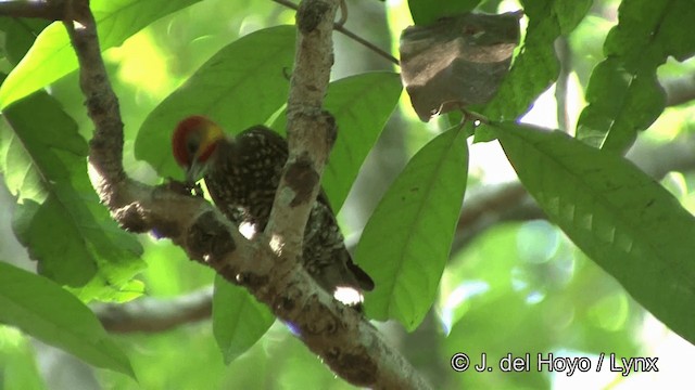 White-throated Woodpecker - ML201327981