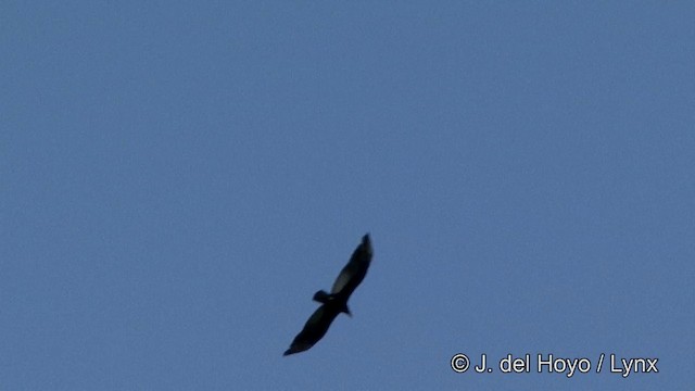Greater Yellow-headed Vulture - ML201328051