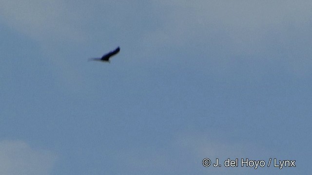 Greater Yellow-headed Vulture - ML201328061