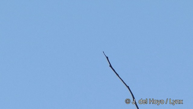Swallow-winged Puffbird - ML201328071