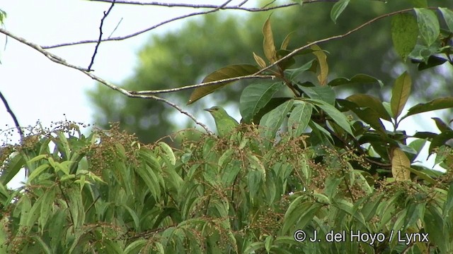 Green Honeycreeper - ML201328081