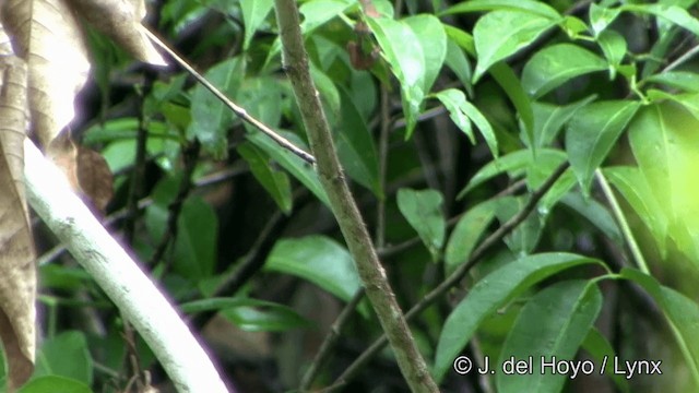 White-crowned Manakin (Guianan) - ML201328201