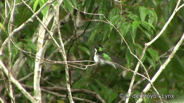 kolibřík černouchý - ML201328231