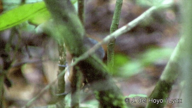 Rufous-bellied Antwren - ML201328281