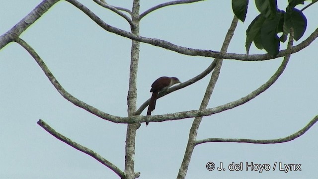 Squirrel Cuckoo (Amazonian) - ML201328301