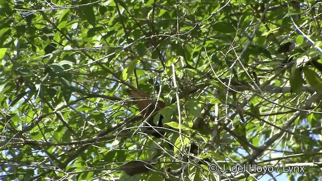 Black-bellied Cuckoo - ML201328341
