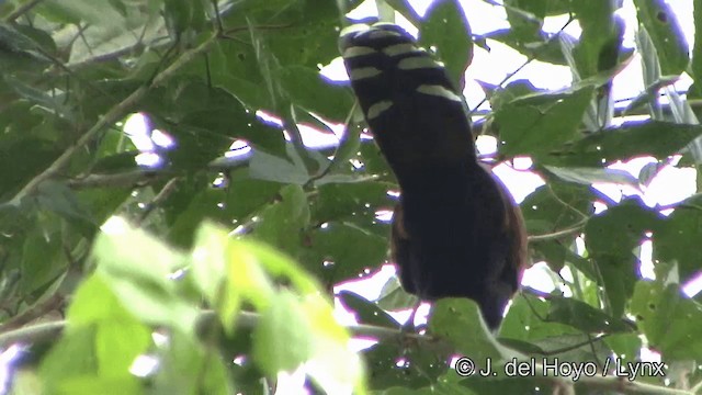 Black-bellied Cuckoo - ML201328351