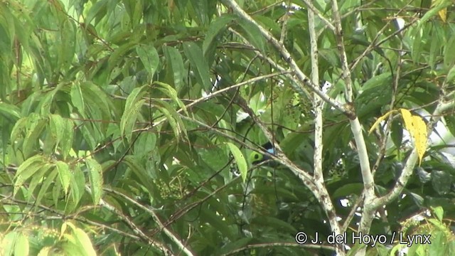 Paradise Tanager - ML201328431