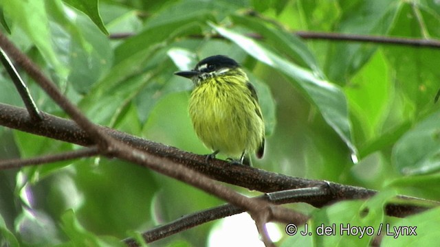 Painted Tody-Flycatcher - ML201328461