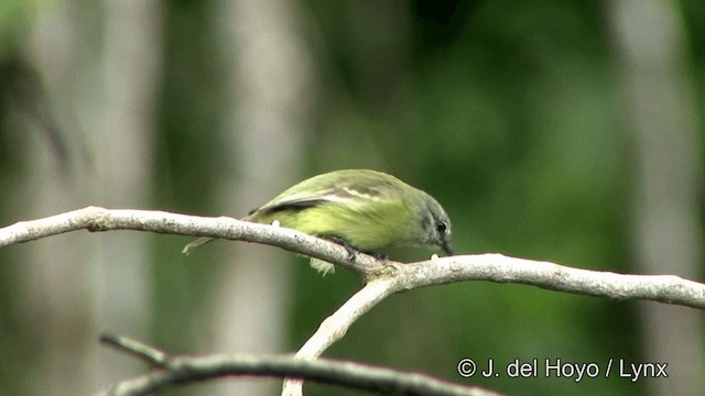 Yellow-crowned Tyrannulet - ML201328471