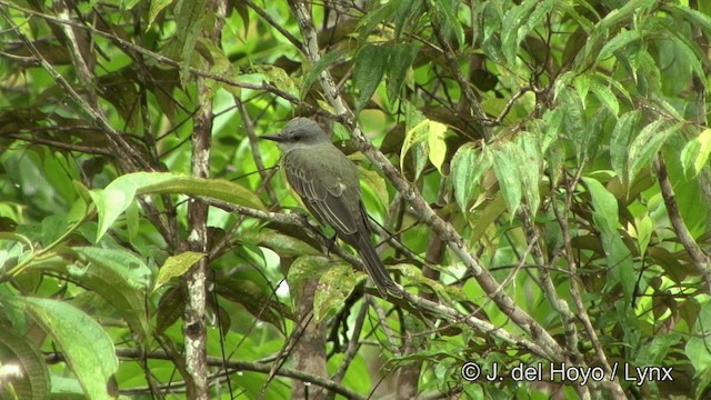 Tropical Kingbird - ML201328511