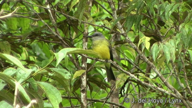 Tropical Kingbird - ML201328531