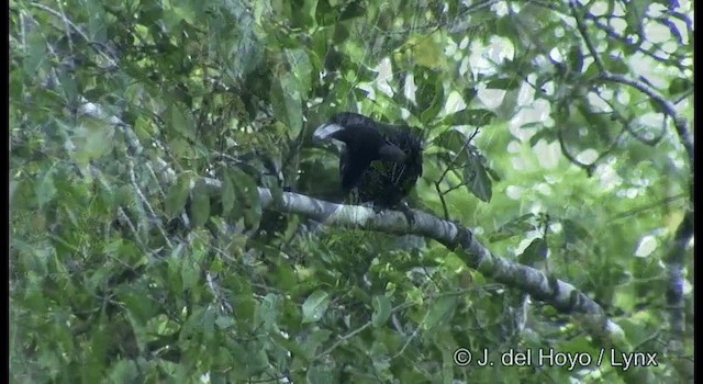 Guadalcanal Crow - ML201328571