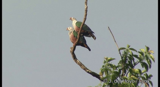Red-knobbed Imperial-Pigeon - ML201328581