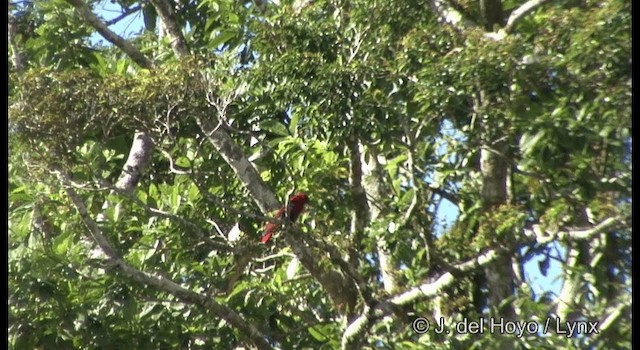 Papua Eklektus Papağanı - ML201328591