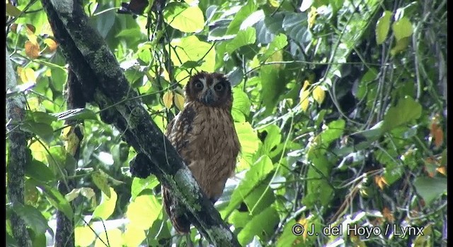 Fearful Owl - ML201328661