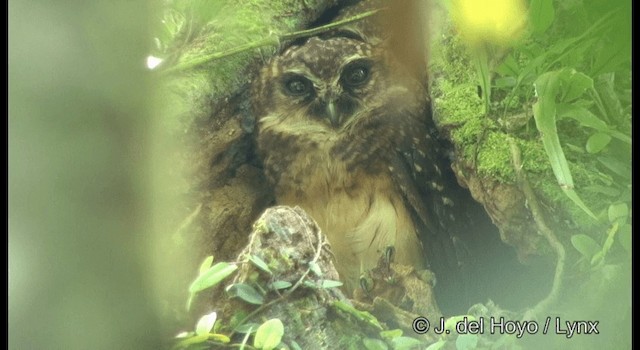 West Solomons Owl - ML201328701
