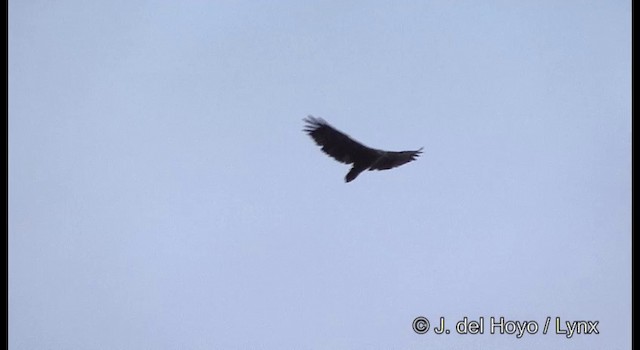 Соломонский орлан - ML201328781