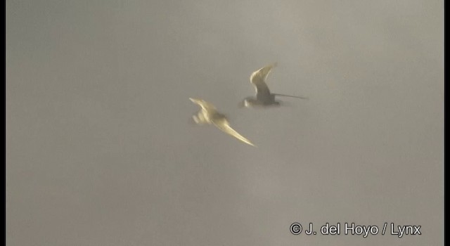 紅燕鷗 - ML201328901