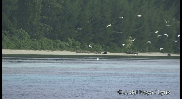Black-naped Tern - ML201328951