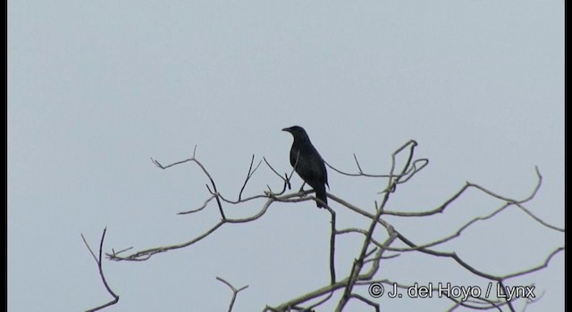 Brown-winged Starling - ML201329011