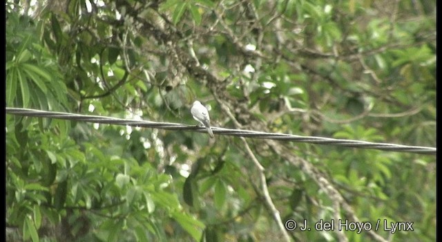 White-bellied Cuckooshrike - ML201329071