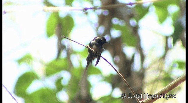 Black-bellied Thorntail - ML201329091