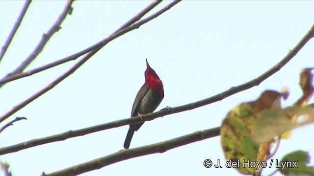 Crimson Sunbird (Goulpourah) - ML201329121