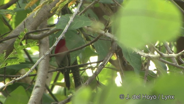 Crimson Sunbird (Goulpourah) - ML201329131