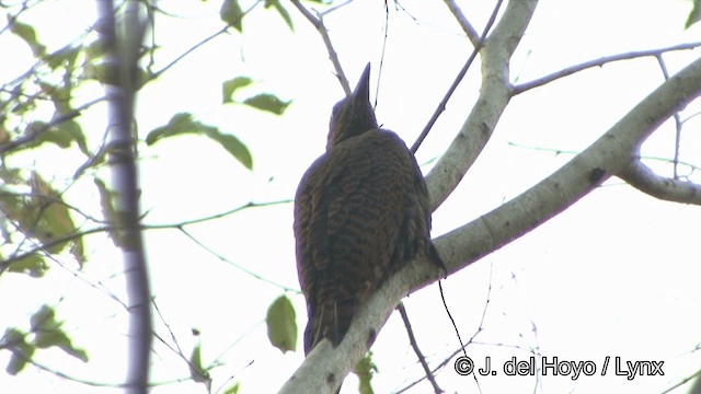 Rufous Woodpecker - ML201329161