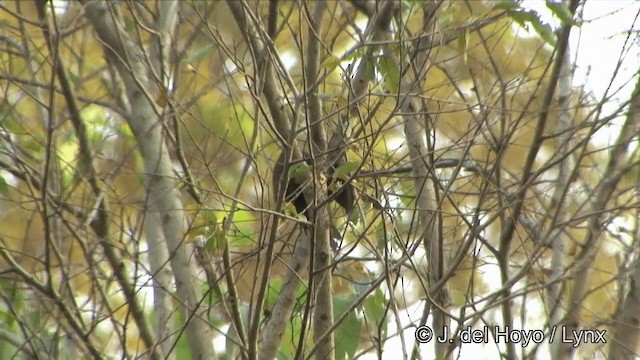 Rufous Woodpecker - ML201329171