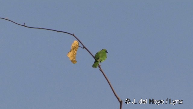 Golden-fronted Leafbird - ML201329181