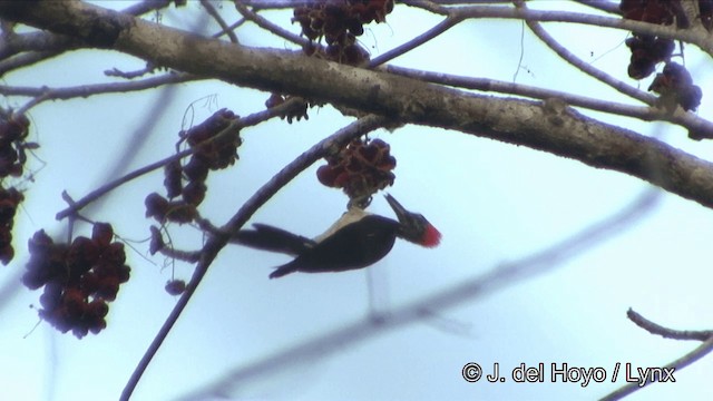White-bellied Woodpecker - ML201329241