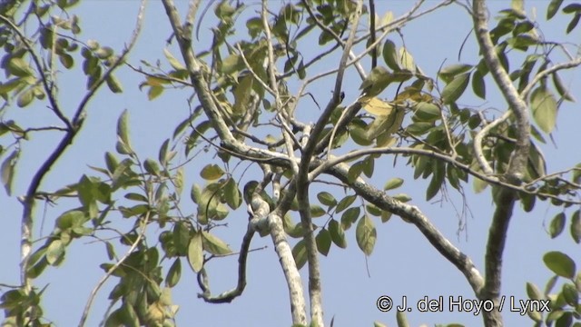 Green-eared Barbet - ML201329371