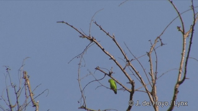 Vernal Hanging-Parrot - ML201329381