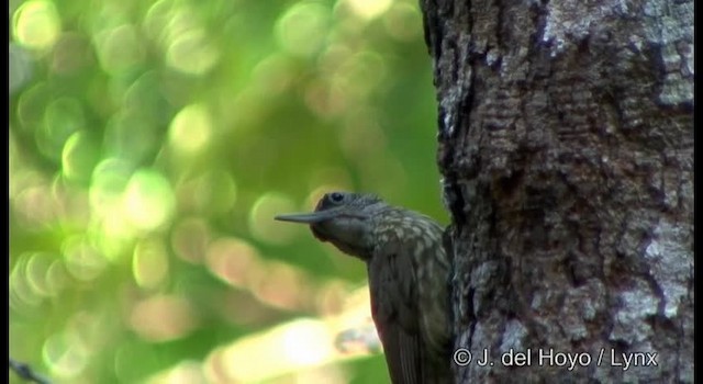 Strong-billed Woodcreeper (Carajas) - ML201329441