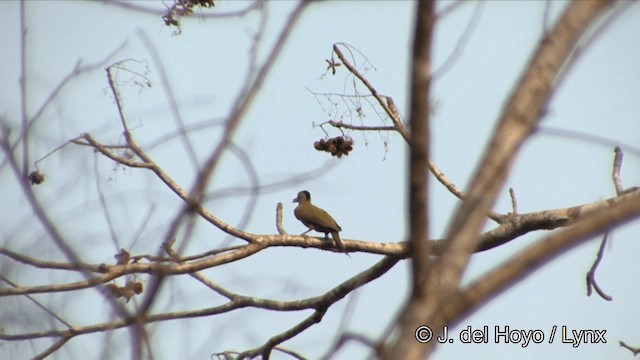 Gray-headed Woodpecker (Black-naped) - ML201329531