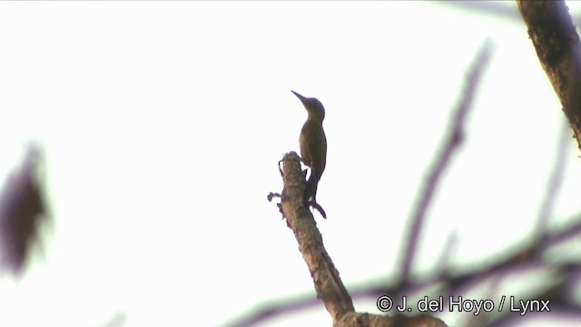 Gray-headed Woodpecker (Black-naped) - ML201329541