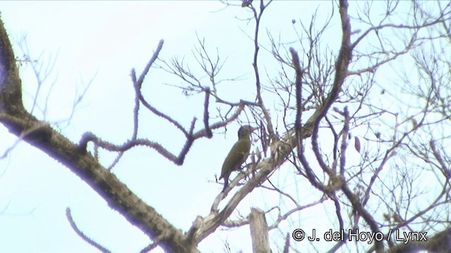 Gray-headed Woodpecker (Black-naped) - ML201329551