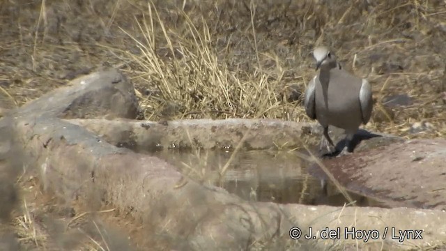 Eurasian Collared-Dove - ML201329641