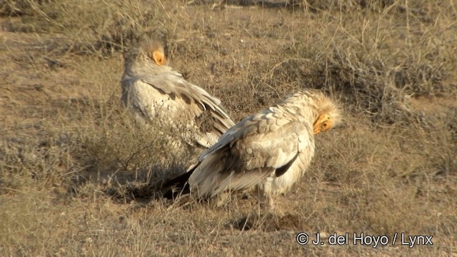 Egyptian Vulture - ML201329741