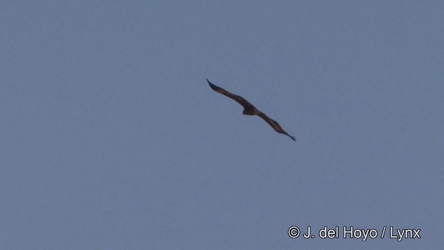 Águila Esteparia - ML201329811