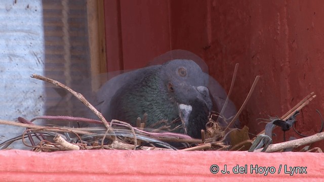 Rock Pigeon (Feral Pigeon) - ML201330021